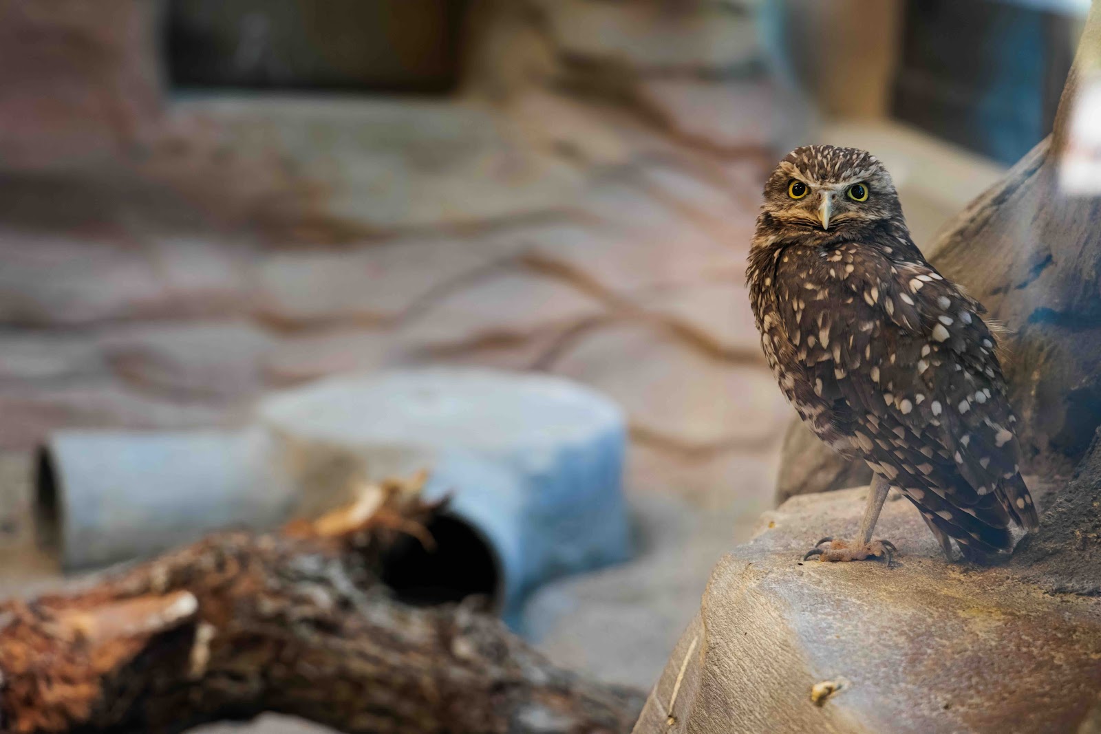 Featured image for “Utah’s Hogle Zoo”