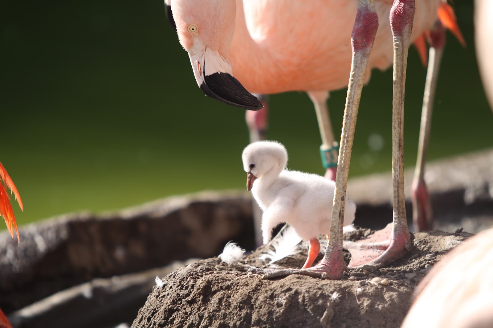 Featured image for “Tracy Aviary at Liberty Park”