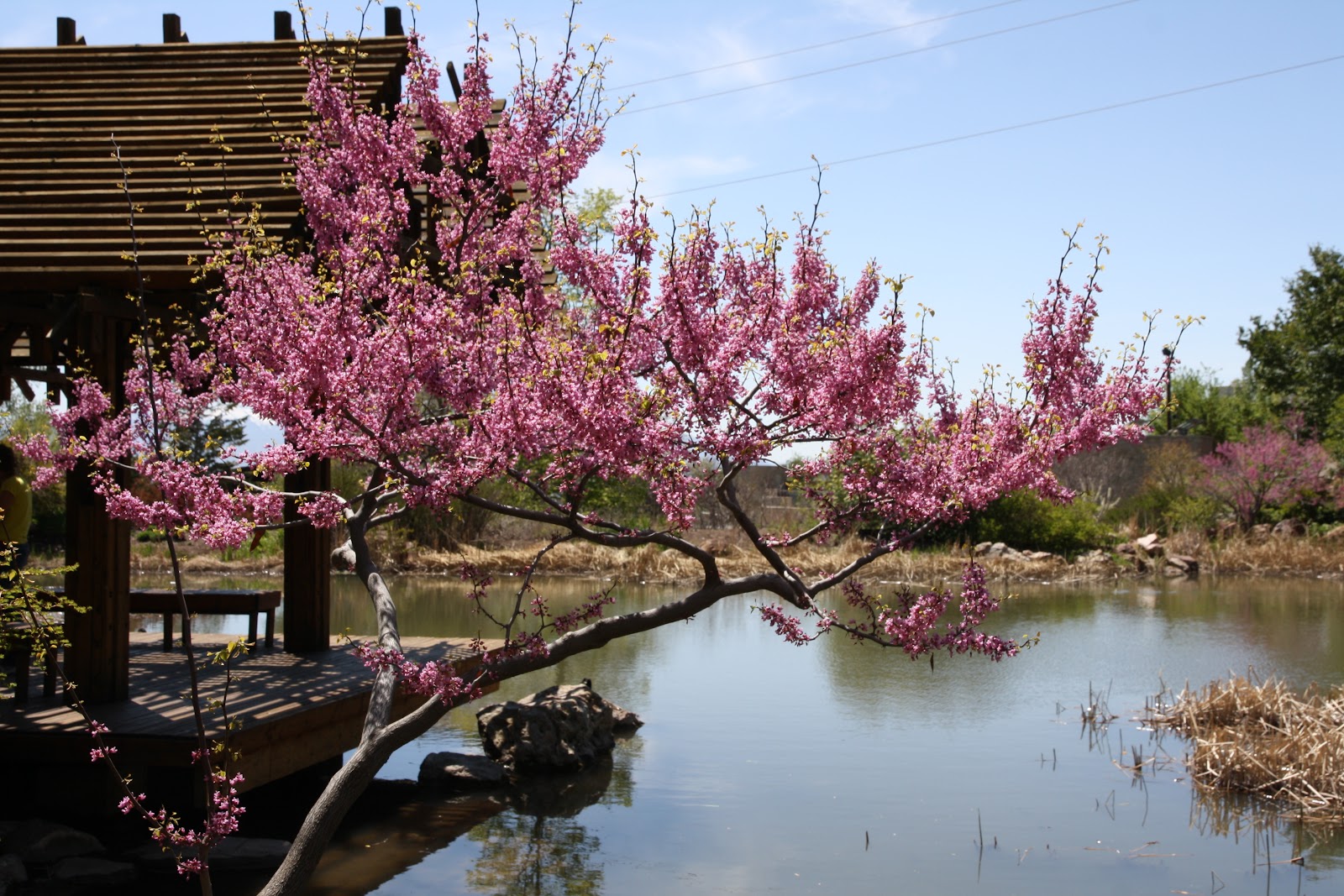 Featured image for “Red Butte Garden and Arboretum”