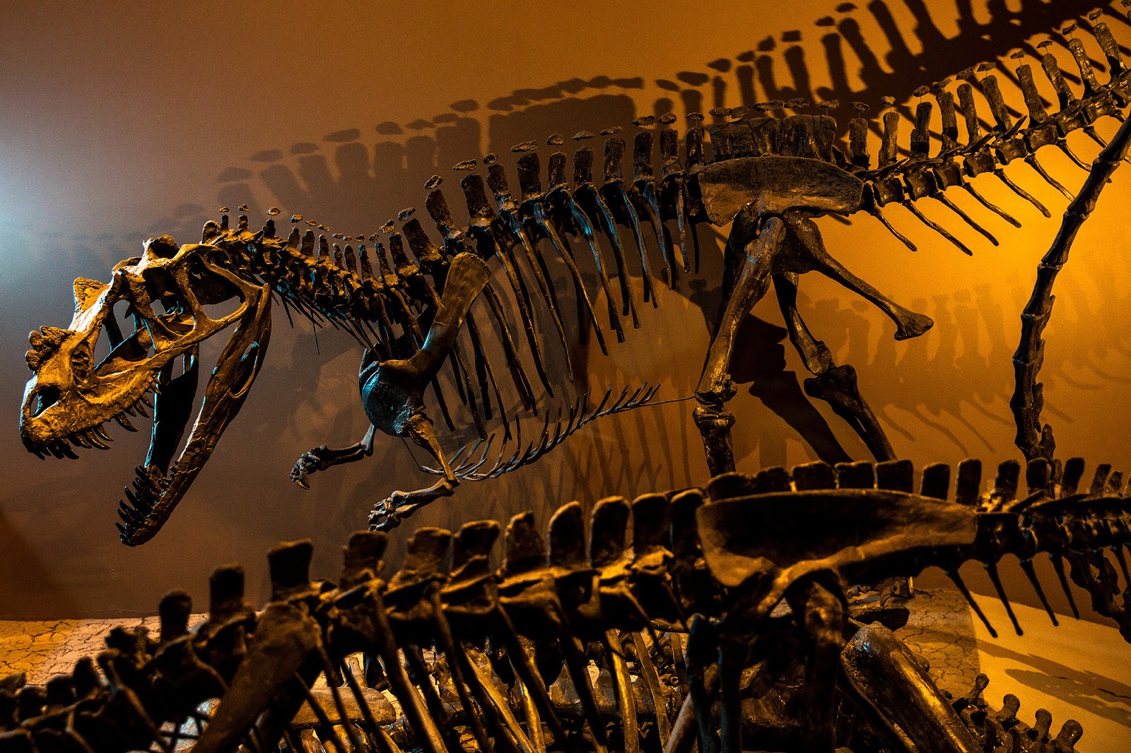 Natural History Museum of Utah in Salt Lake City - natural history museum (8)