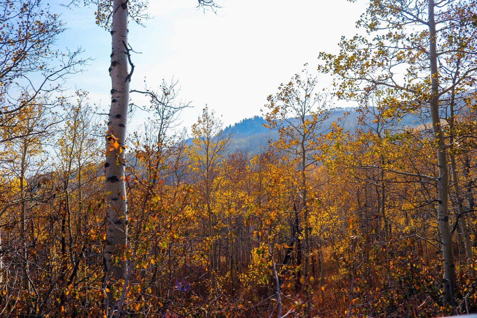 Big Cottonwood Canyon in Salt Lake City - ravine (12)