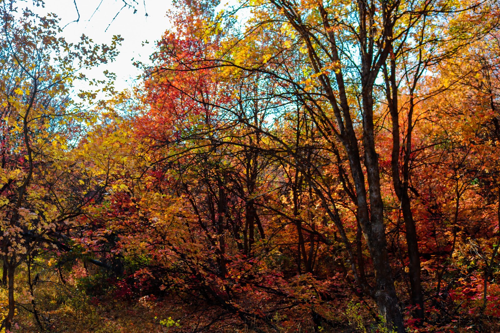 Big Cottonwood Canyon in Salt Lake City - ravine (11)