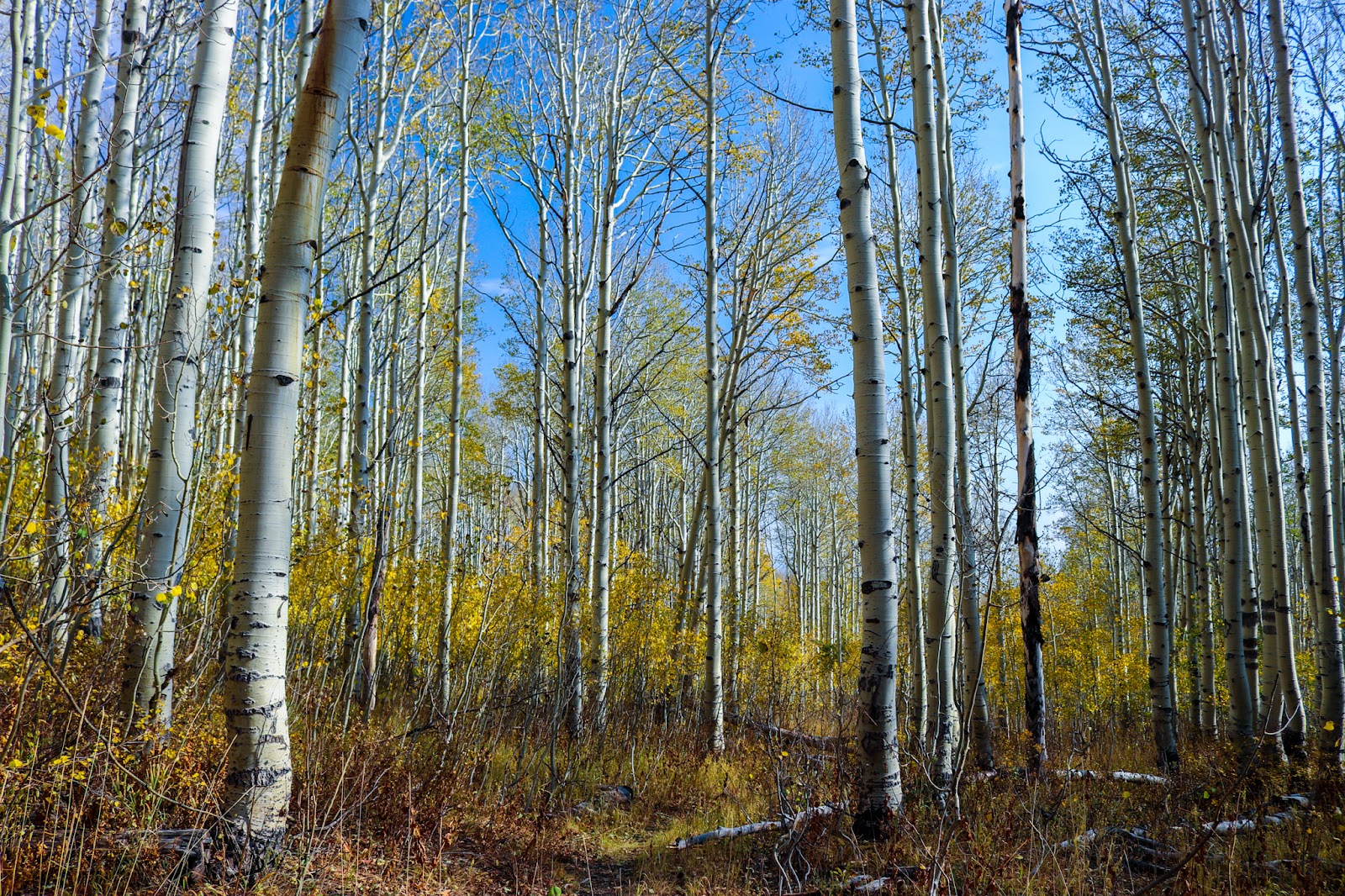 Big Cottonwood Canyon in Salt Lake City - ravine (8)