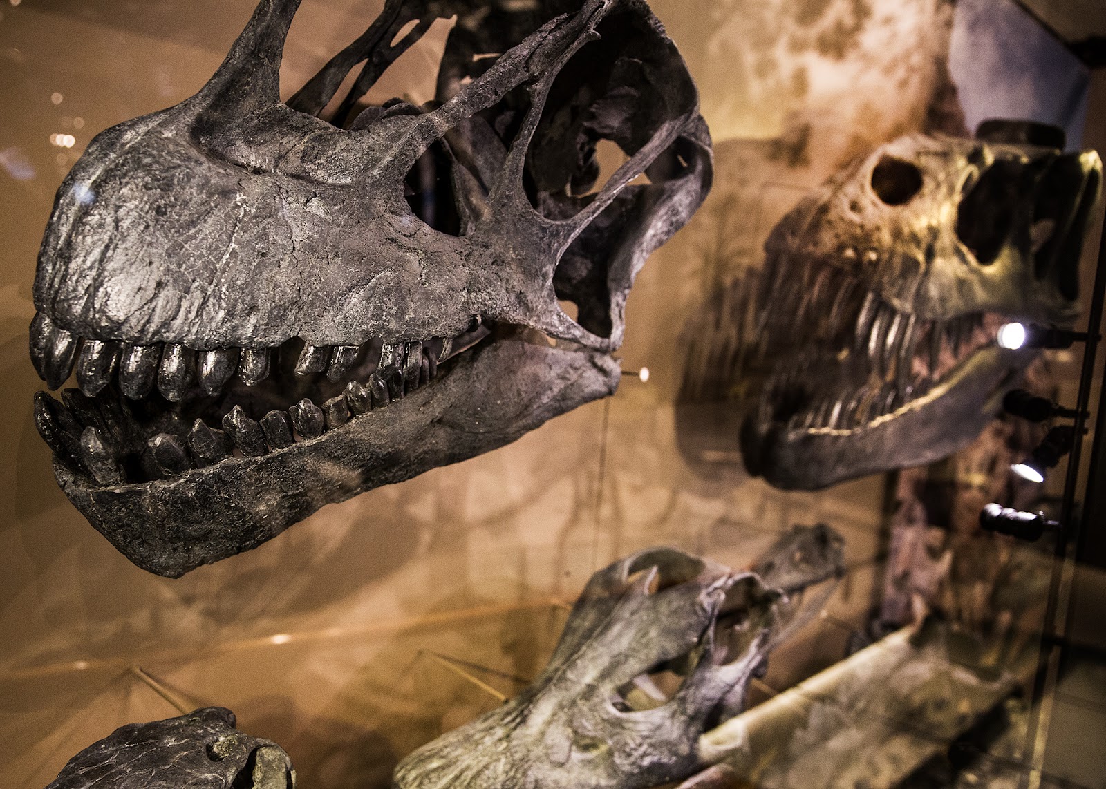 Natural History Museum of Utah in Salt Lake City - natural history museum (10)
