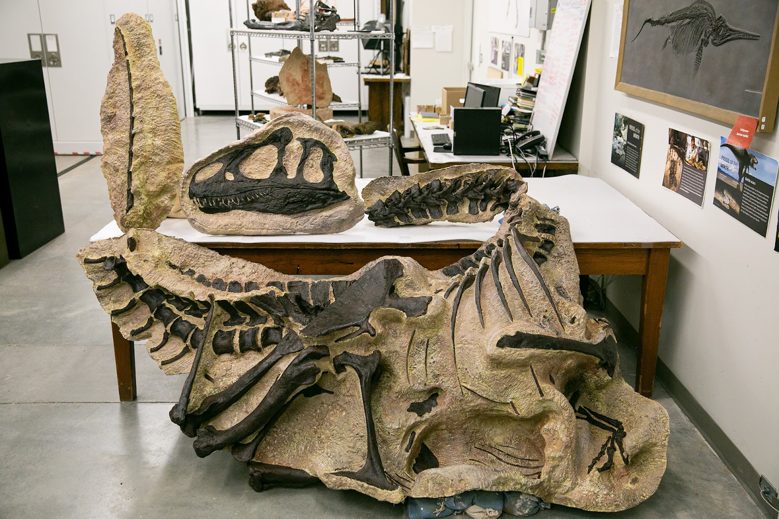 Natural History Museum of Utah in Salt Lake City - natural history museum (7)