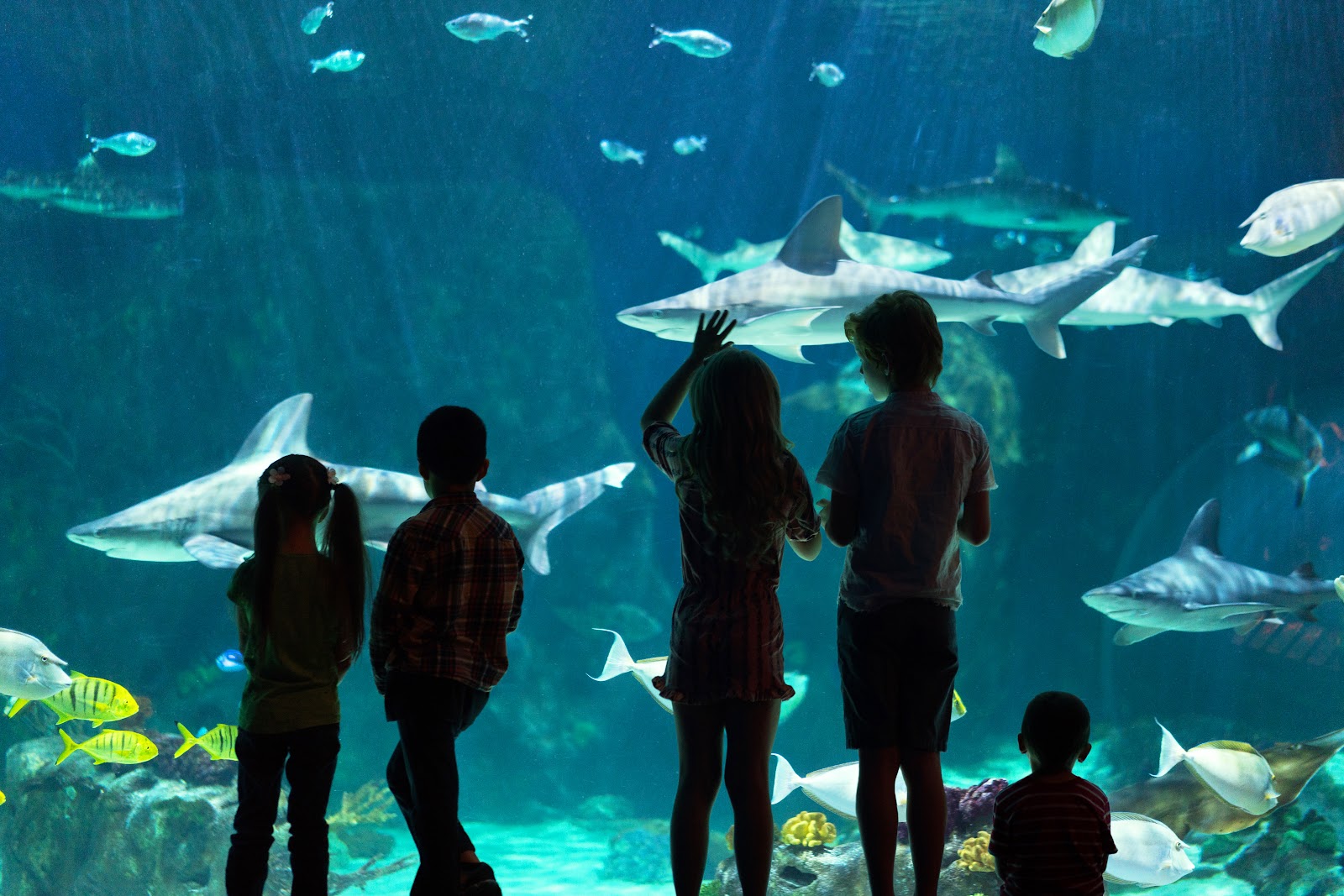 Featured image for “Loveland Living Planet Aquarium”