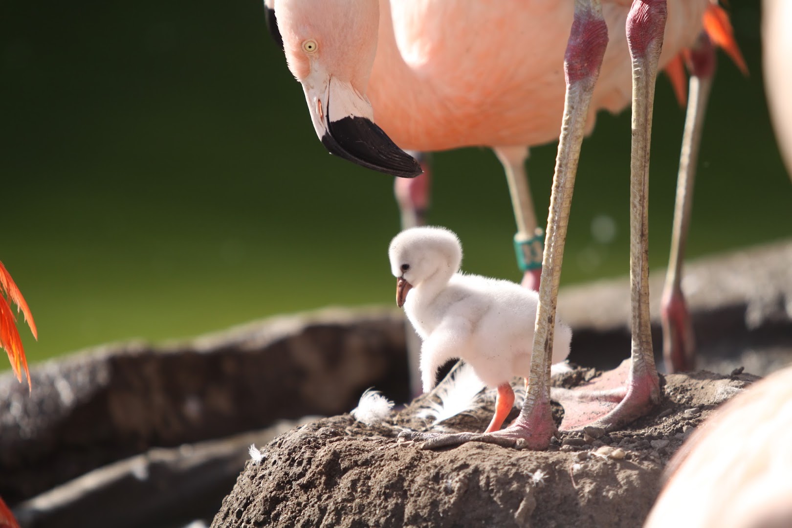 Tracy Aviary at Liberty Park in Salt Lake City - zoo (4)