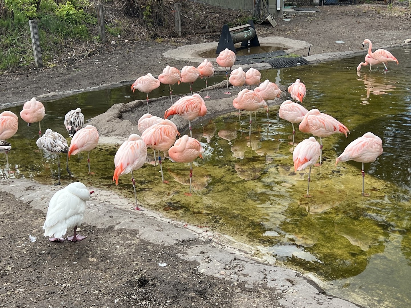 Tracy Aviary at Liberty Park in Salt Lake City - zoo (7)