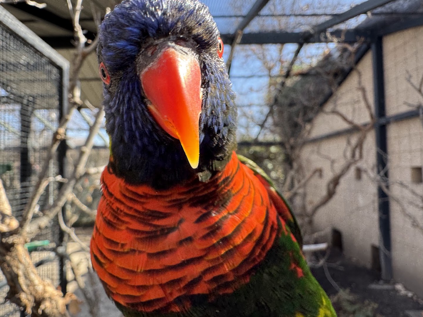 Tracy Aviary at Liberty Park in Salt Lake City - zoo (9)
