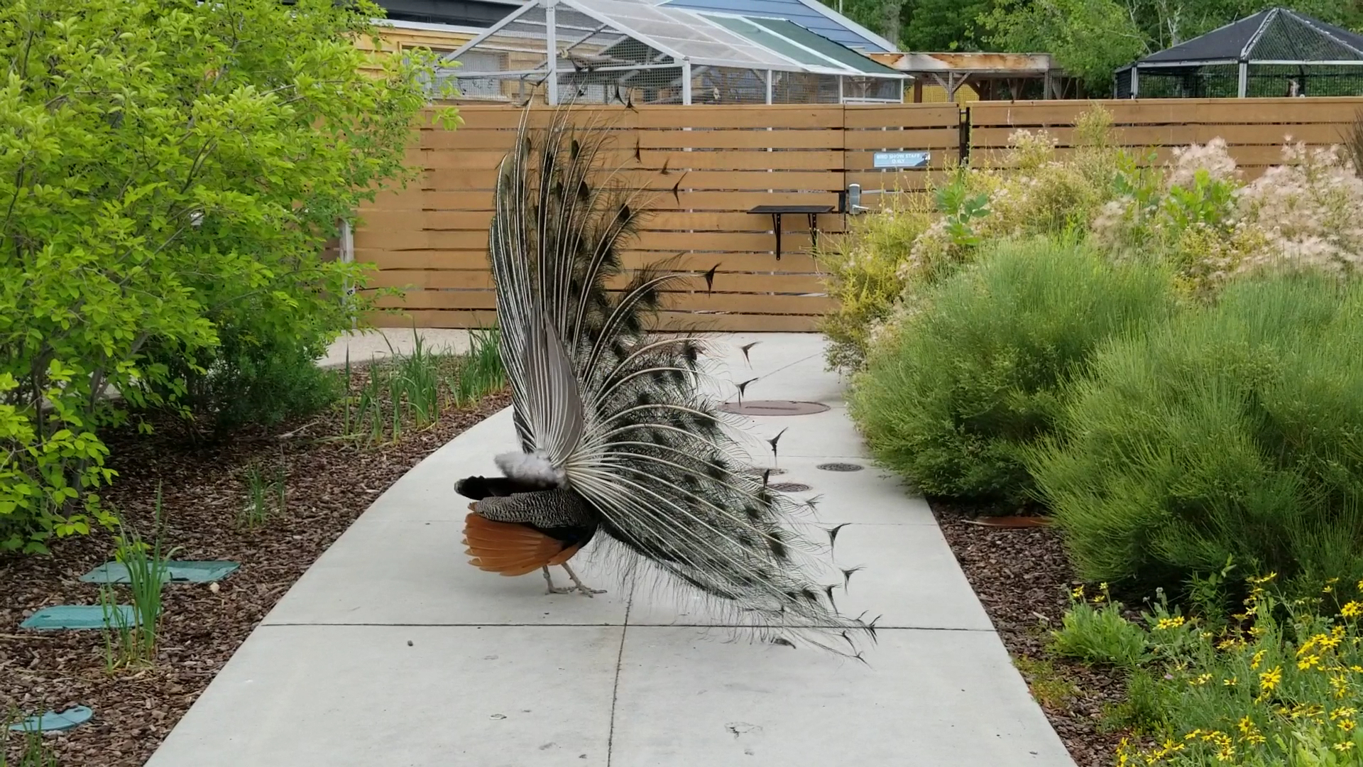 Tracy Aviary at Liberty Park in Salt Lake City - zoo (10)